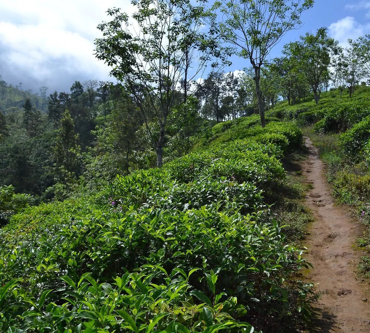 Green View Holiday Resort Elkaduwa